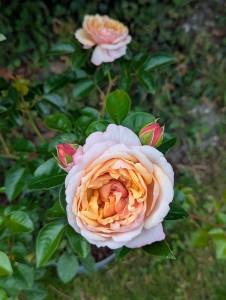 A FOND FAREWELL (floribunda)